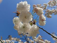 -新虹桥中心花园