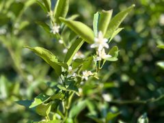 -太平天国侍王府