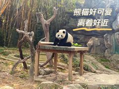 -广州长隆野生动物世界