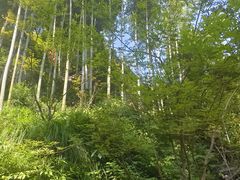 -韬光茶庵