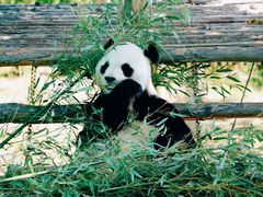 -西霞口神雕山野生动物世界