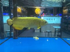 -中环花鸟鱼虫市场