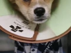 -睿金宠物医院·CT·肿瘤·骨外科