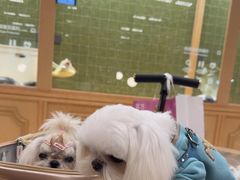 -帕帕拉兹宠物(亚洲旗舰店)