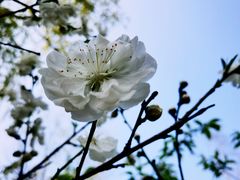 -南汇桃花村