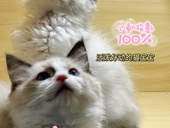 -猫宠乐园·专业洗护