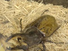 -上海大自然野生昆虫馆(东方明珠·爬宠昆虫探索中心)