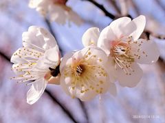 -花开海上生态园