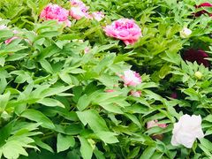 -莲花池公园