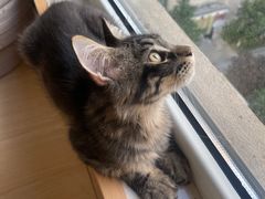 -鼓捣猫呢主题猫咖店