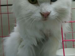 -康乐宝动物医院