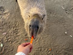 -合肥滨湖国家森林公园