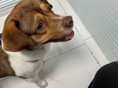 -纳吉亚猫专科动物诊疗中心(蒋宅口分院)