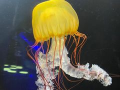 -欢乐海岸海洋奇梦馆