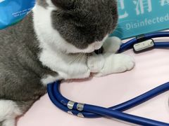 -伟伟宠物医院·CT影像中心·瑞派犬猫综合性门诊(汉口总院)
