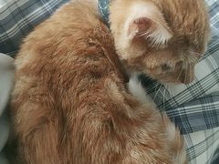 -瑞鹏宠物医院·猫科·宠保定点(梅溪湖分院)