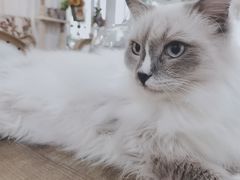 -共舞时光猫咖·狗咖(新街口店)