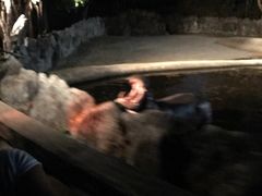 -清迈夜间动物园