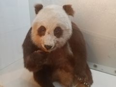-重庆自然博物馆(新馆)