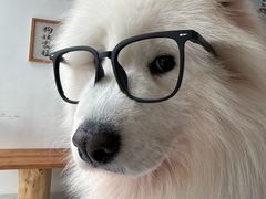 -星多哈·狗咖·拼豆·咖啡