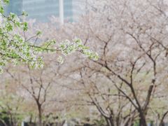 -西北湖绿化广场