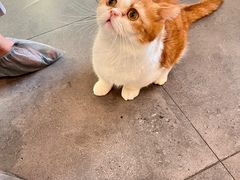 -飞行喵MR PILOT|猫舍·猫咖(静安大融城店)