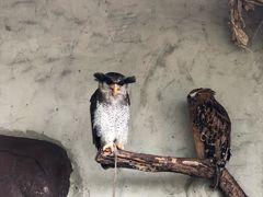 -吉隆坡雀鸟公园