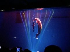 -芜湖新华联大白鲸海洋公园