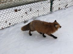 -宫城藏王狐狸村
