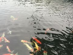 湖鲜楼-湖鲜楼
