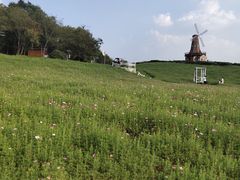 -大塘金香草谷
