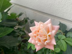 -海马体照相馆(徐州苏宁广场店)