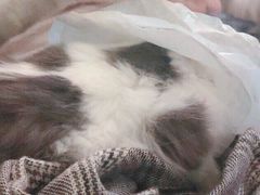 -李小姐の猫咖啡馆(五角场店)