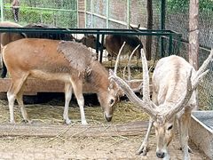 -青藏高原野生动物园