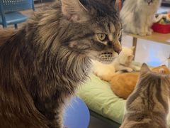 -平行世界·猫咖(首经贸店)