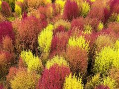 -天津东丽湖风景区