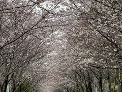 -高东镇樱花园