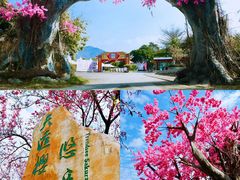 -天适樱花悠乐园