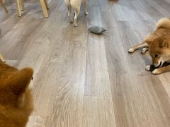 -柴迷FANS CLUB·柴犬狗咖·猫咖