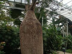 -北京植物园-展览温室