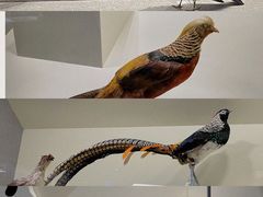 -四川大学博物馆