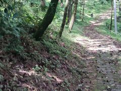 -大浪坝森林公园