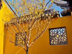 -圆通寺