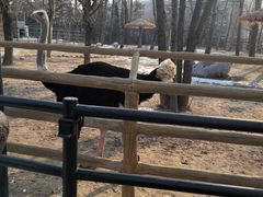 -大连森林动物园