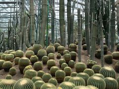 -南山植物园
