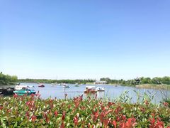 -杭州湾海上花田景区