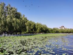 -莲花池公园