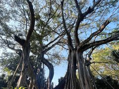 -瑞丽独树成林风景区