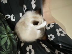 -lincat·猫舍(广州店)
