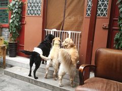 -百好乐宠物友好餐厅(朝外大街店)